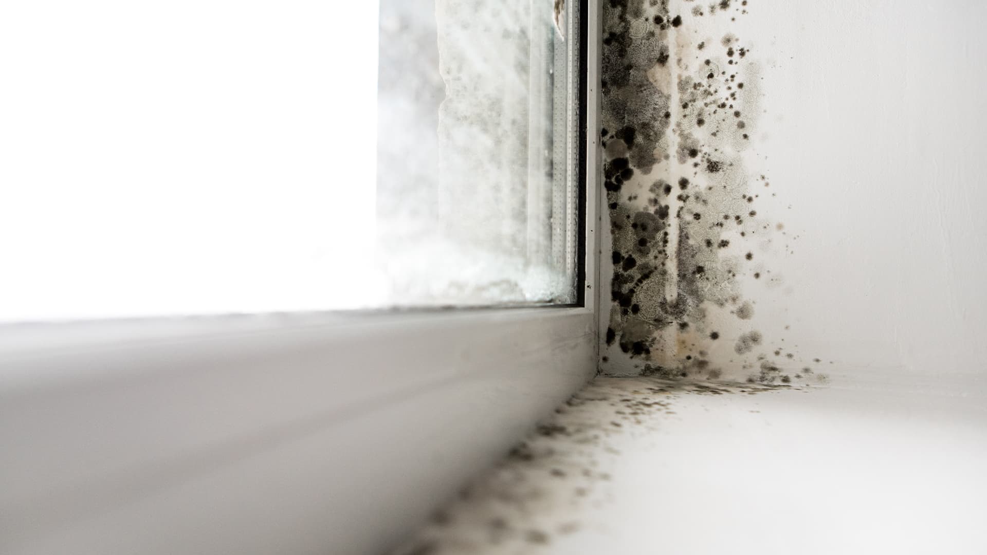 Mouldy window sill