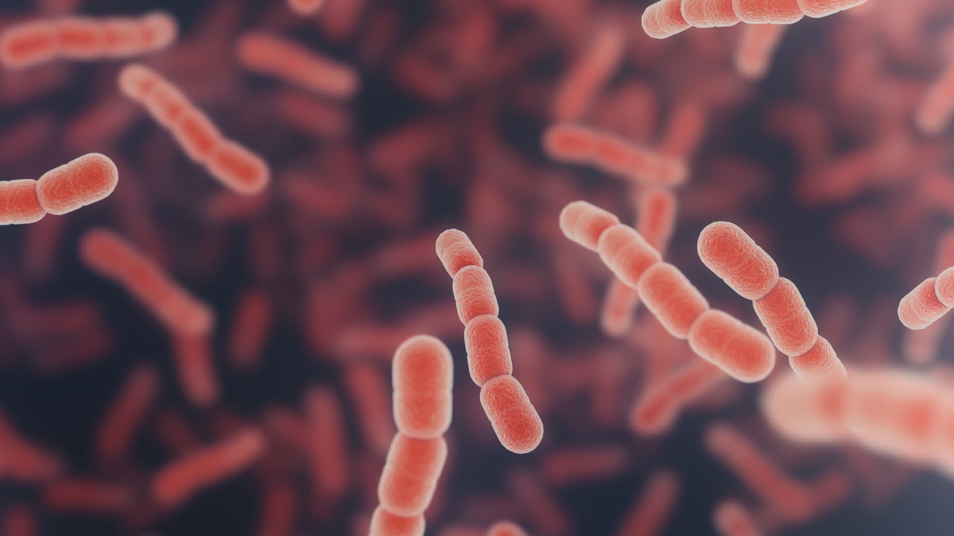 Strep A bacteria under the microscope