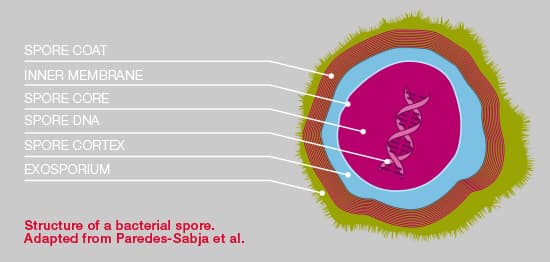 bacterial spore
