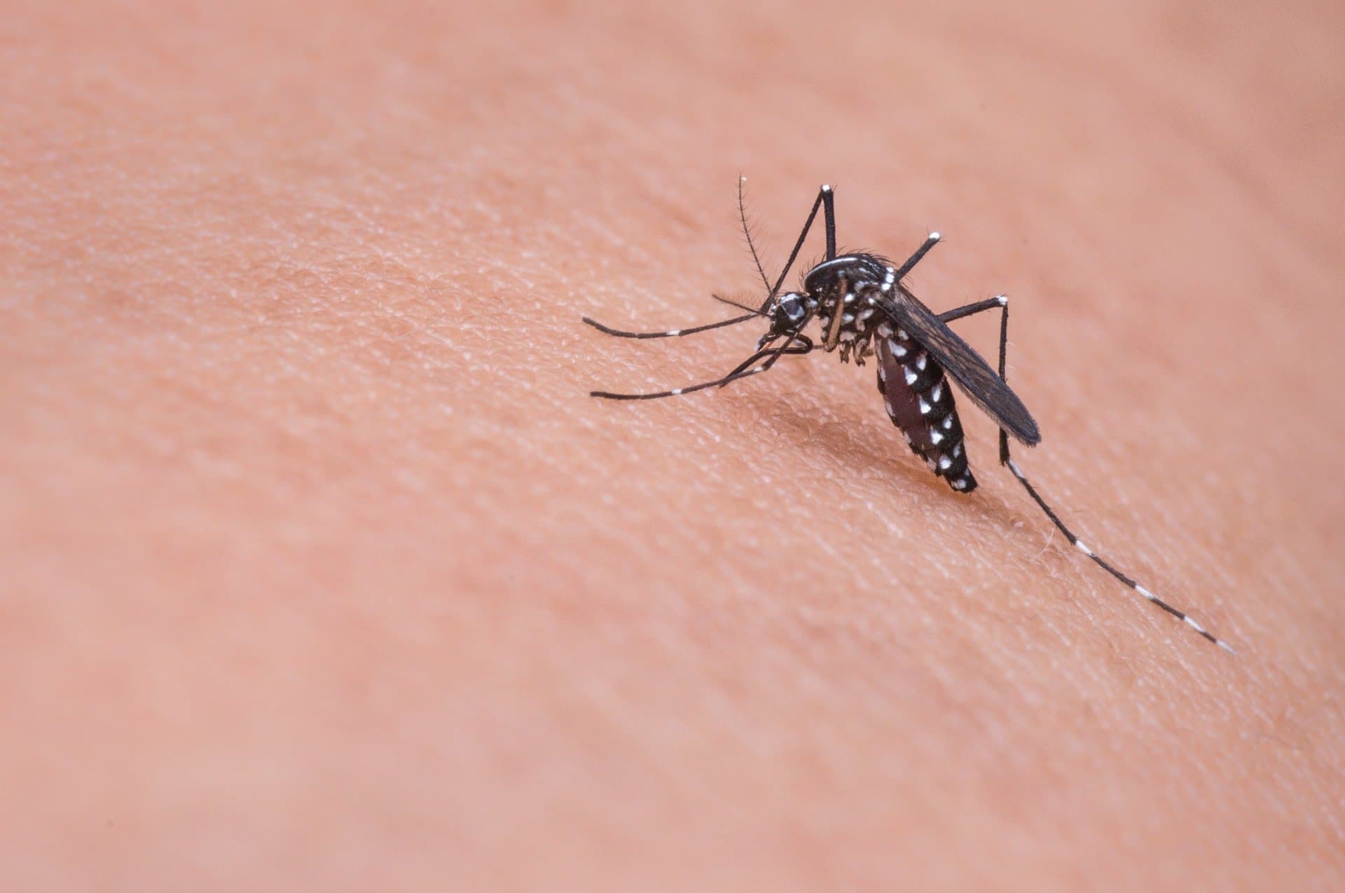 mosquito-719613 1920